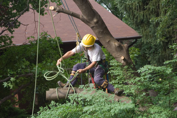 Mulching Services in Elmwood Park, IL