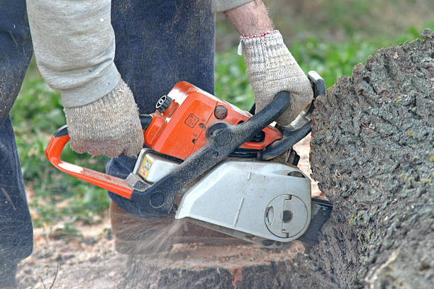 Best Tree Removal Service  in Elmwood Park, IL